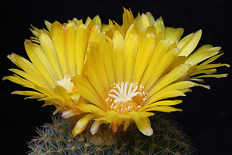 Parodia mutabilis